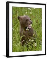 Grizzly Bear Cub in Captivity, Eating an Oxeye Daisy Flower, Sandstone, Minnesota, USA-James Hager-Framed Photographic Print