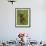 Grizzly Bear Cub in Captivity, Eating an Oxeye Daisy Flower, Sandstone, Minnesota, USA-James Hager-Framed Photographic Print displayed on a wall