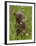 Grizzly Bear Cub in Captivity, Eating an Oxeye Daisy Flower, Sandstone, Minnesota, USA-James Hager-Framed Photographic Print