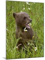 Grizzly Bear Cub in Captivity, Eating an Oxeye Daisy Flower, Sandstone, Minnesota, USA-James Hager-Mounted Photographic Print