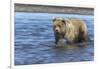 Grizzly bear cub, Lake Clark National Park and Preserve, Alaska-Adam Jones-Framed Photographic Print