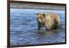 Grizzly bear cub, Lake Clark National Park and Preserve, Alaska-Adam Jones-Framed Photographic Print