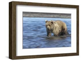 Grizzly bear cub, Lake Clark National Park and Preserve, Alaska-Adam Jones-Framed Photographic Print