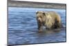 Grizzly bear cub, Lake Clark National Park and Preserve, Alaska-Adam Jones-Mounted Photographic Print
