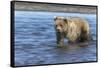Grizzly bear cub, Lake Clark National Park and Preserve, Alaska-Adam Jones-Framed Stretched Canvas