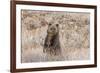 Grizzly bear cub standing up, Grand Teton NP, Wyoming, USA-George Sanker-Framed Photographic Print