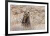 Grizzly bear cub standing up, Grand Teton NP, Wyoming, USA-George Sanker-Framed Photographic Print