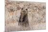 Grizzly bear cub standing up, Grand Teton NP, Wyoming, USA-George Sanker-Mounted Photographic Print