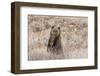 Grizzly bear cub standing up, Grand Teton NP, Wyoming, USA-George Sanker-Framed Photographic Print