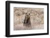 Grizzly bear cub standing up, Grand Teton NP, Wyoming, USA-George Sanker-Framed Photographic Print