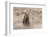 Grizzly bear cub standing up, Grand Teton NP, Wyoming, USA-George Sanker-Framed Photographic Print
