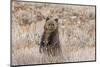 Grizzly bear cub standing up, Grand Teton NP, Wyoming, USA-George Sanker-Mounted Photographic Print