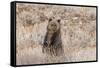 Grizzly bear cub standing up, Grand Teton NP, Wyoming, USA-George Sanker-Framed Stretched Canvas