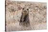 Grizzly bear cub standing up, Grand Teton NP, Wyoming, USA-George Sanker-Stretched Canvas