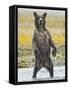 Grizzly Bear Cub Stands While Fishing , Geographic Harbor, Katmai National Park, Alaska, Usa-Paul Souders-Framed Stretched Canvas