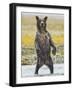 Grizzly Bear Cub Stands While Fishing , Geographic Harbor, Katmai National Park, Alaska, Usa-Paul Souders-Framed Photographic Print