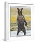 Grizzly Bear Cub Stands While Fishing , Geographic Harbor, Katmai National Park, Alaska, Usa-Paul Souders-Framed Photographic Print