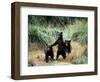 Grizzly Bear Cubs in Katmai National Park, Alaskan Peninsula, USA-Steve Kazlowski-Framed Photographic Print