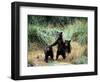 Grizzly Bear Cubs in Katmai National Park, Alaskan Peninsula, USA-Steve Kazlowski-Framed Photographic Print