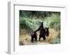 Grizzly Bear Cubs in Katmai National Park, Alaskan Peninsula, USA-Steve Kazlowski-Framed Photographic Print