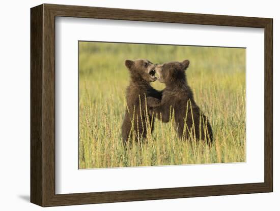 Grizzly bear cubs playfighting in a meadow.-Brenda Tharp-Framed Photographic Print