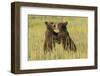 Grizzly bear cubs playfighting in a meadow.-Brenda Tharp-Framed Photographic Print