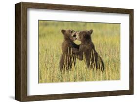 Grizzly bear cubs playfighting in a meadow.-Brenda Tharp-Framed Photographic Print