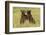 Grizzly bear cubs playfighting in a meadow.-Brenda Tharp-Framed Photographic Print