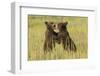 Grizzly bear cubs playfighting in a meadow.-Brenda Tharp-Framed Photographic Print