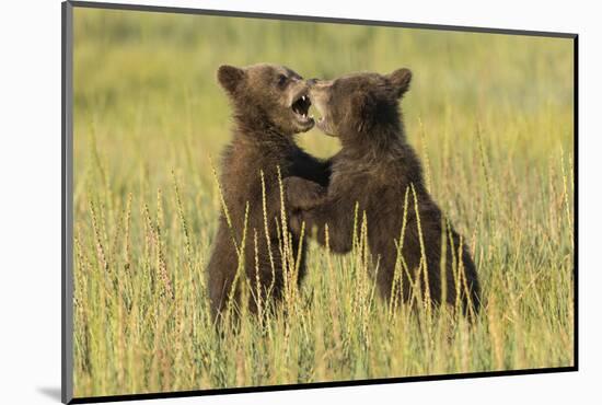 Grizzly bear cubs playfighting in a meadow.-Brenda Tharp-Mounted Photographic Print