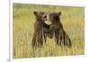 Grizzly bear cubs playfighting in a meadow.-Brenda Tharp-Framed Photographic Print