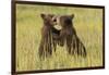 Grizzly bear cubs playfighting in a meadow.-Brenda Tharp-Framed Photographic Print