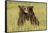 Grizzly bear cubs playfighting in a meadow.-Brenda Tharp-Framed Stretched Canvas