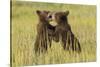 Grizzly bear cubs playfighting in a meadow.-Brenda Tharp-Stretched Canvas