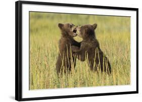 Grizzly bear cubs playfighting in a meadow.-Brenda Tharp-Framed Photographic Print