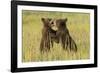 Grizzly bear cubs playfighting in a meadow.-Brenda Tharp-Framed Photographic Print