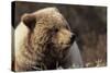 Grizzly Bear, Denali National Park, Alaska, USA-Gerry Reynolds-Stretched Canvas