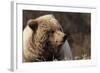 Grizzly Bear, Denali National Park, Alaska, USA-Gerry Reynolds-Framed Photographic Print