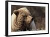 Grizzly Bear, Denali National Park, Alaska, USA-Gerry Reynolds-Framed Photographic Print