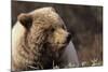 Grizzly Bear, Denali National Park, Alaska, USA-Gerry Reynolds-Mounted Photographic Print