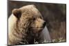 Grizzly Bear, Denali National Park, Alaska, USA-Gerry Reynolds-Mounted Photographic Print