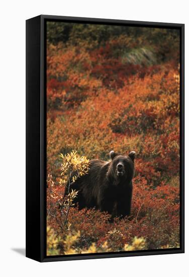 Grizzly Bear, Denali National Park and Preserve, Alaska, USA-Hugh Rose-Framed Stretched Canvas