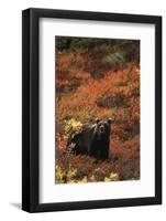 Grizzly Bear, Denali National Park and Preserve, Alaska, USA-Hugh Rose-Framed Photographic Print