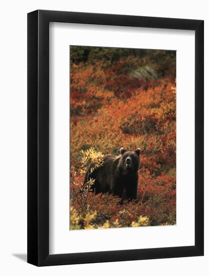 Grizzly Bear, Denali National Park and Preserve, Alaska, USA-Hugh Rose-Framed Photographic Print