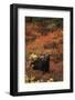 Grizzly Bear, Denali National Park and Preserve, Alaska, USA-Hugh Rose-Framed Photographic Print