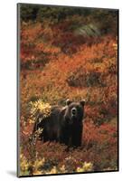 Grizzly Bear, Denali National Park and Preserve, Alaska, USA-Hugh Rose-Mounted Photographic Print