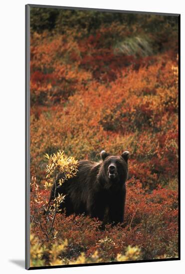 Grizzly Bear, Denali National Park and Preserve, Alaska, USA-Hugh Rose-Mounted Photographic Print