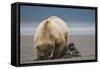 Grizzly Bear Digging Clams at Low Tide at Hallo Bay-Paul Souders-Framed Stretched Canvas