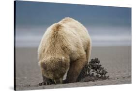 Grizzly Bear Digging Clams at Low Tide at Hallo Bay-Paul Souders-Stretched Canvas