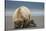 Grizzly Bear Digging Clams at Low Tide at Hallo Bay-Paul Souders-Stretched Canvas